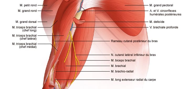 Douleur bras coude avant bras