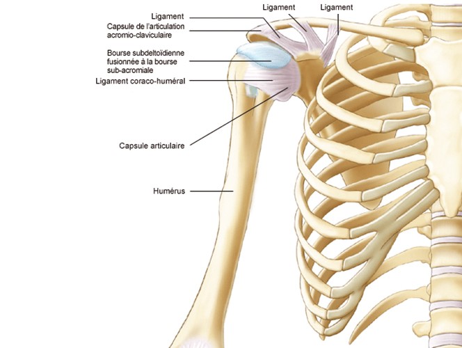 Définition, symptômes et diagnostic de l'instabilité épaule | Dr ...